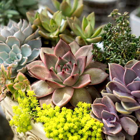 Sukulent ve Kaktüs Bakımı: Dayanıklı Bitkilerle Evinizi Yeşillendirin