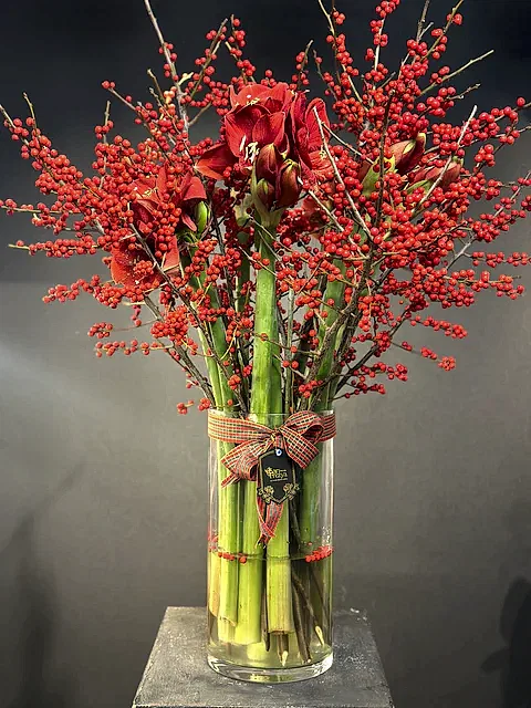 Imperial Amaryllis Ilex – Kırmızının En Asil Hali