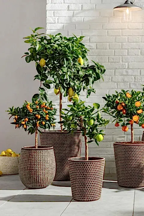 Kumkuat ( Salon Meyvesi | B48