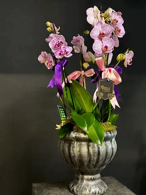 Phalaenopsis Pembe Orkide