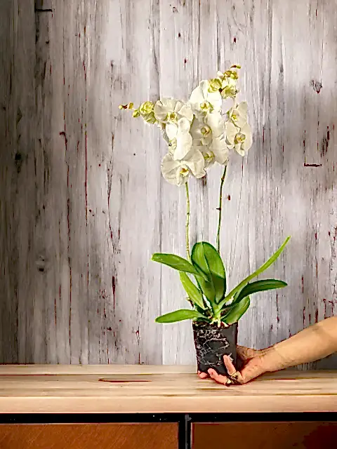 2 dallı Beyaz Hollanda Orkidesi