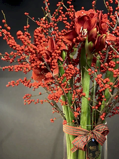 Imperial Amaryllis Ilex – Kırmızının En Asil Hali