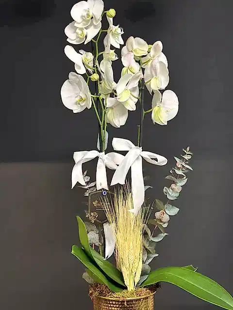 Retro Kadehte Beyaz Orkide