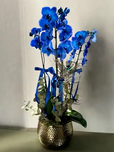 4 dallı Mavi Orkide