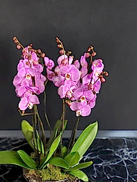 8 Dallı Pembe Hollanda Orkideleri