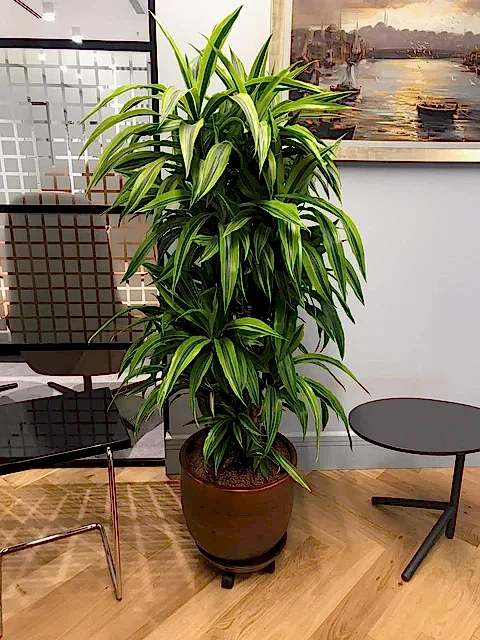 Dracaena Warneckii