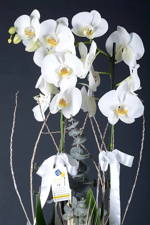 Delux Beyaz Orkide 2 dallı Hollanda