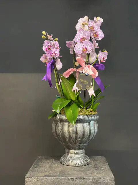 Phalaenopsis Pembe Orkide