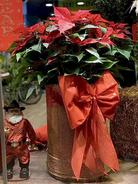Huge Poinsettia