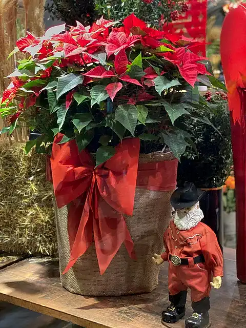 Huge Poinsettia