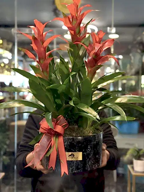 3lü Guzmania Bitki