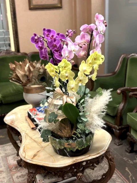 Luxury Orkide (Orchids)