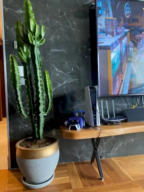 Euphorbia İngens - Cowboy Cactus( Mexico )