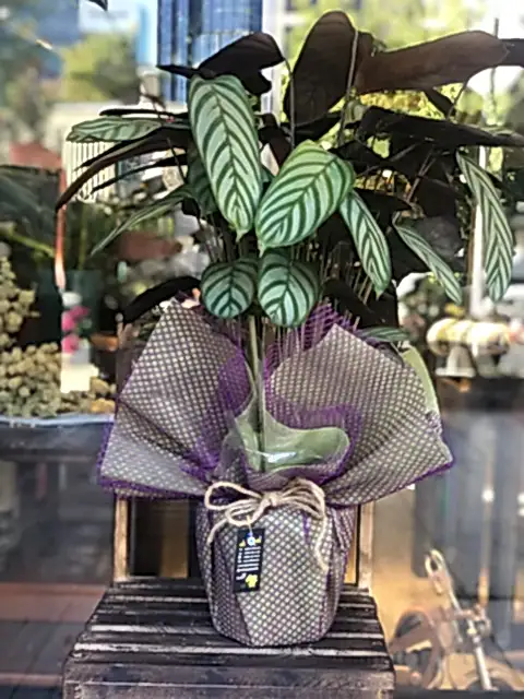 Calathea (Dua Çiçeği)