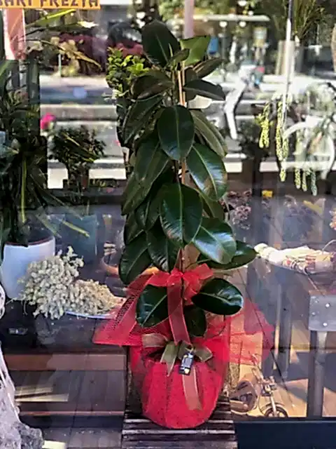 Kauçuk Çiçeği (Ficus Elastica)