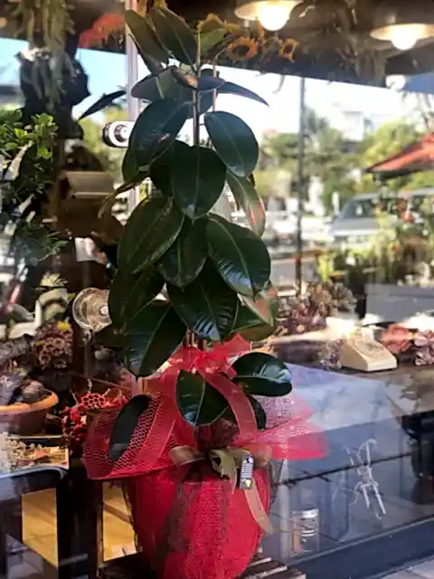 Kauçuk Çiçeği (Ficus Elastica)