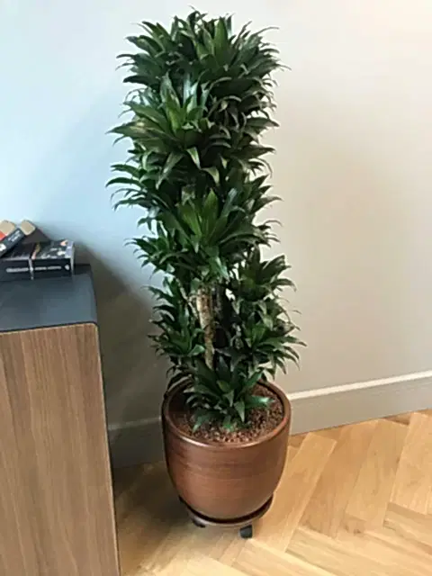 Dracena Compacta