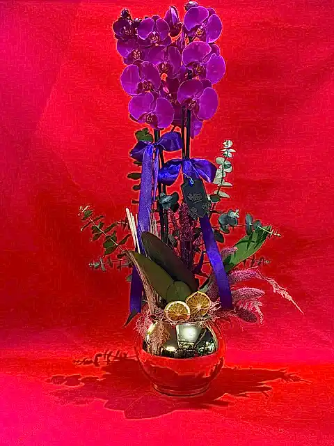 Olivia Mor Orkide ve Şıklığın Harmanı