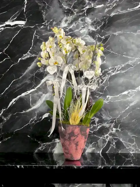 Özel Cam Vazoda 4 dallı Beyaz Orkide