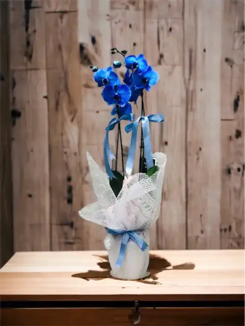 2 dallı Mavi Orkide