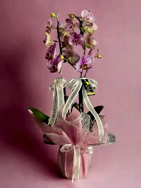 Pembe Damarlı Phalaenopsis Orkide