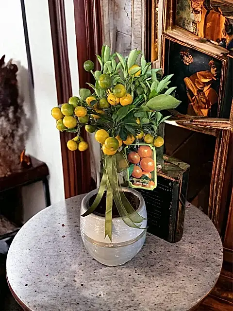 Citrus Mandalina Özel saksıda