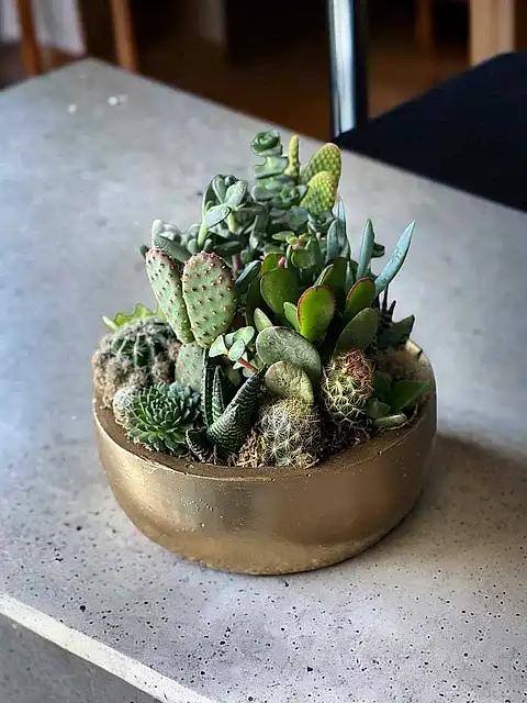 Seramik Vazoda Skulent ve Kaktüs