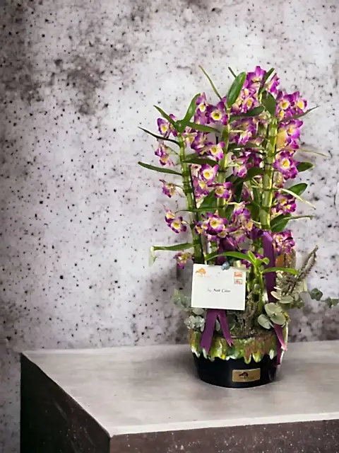 Özel Vazoda 4 Dal Dendrobium Orkide