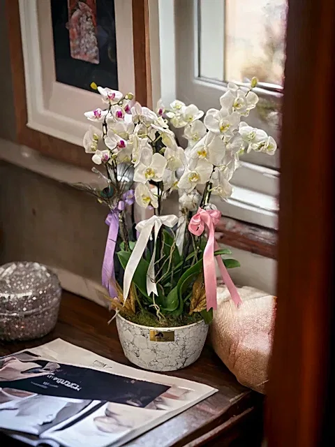 6 dallı Sclass Orkide