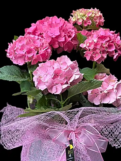 Ortanca (Hydrangea macrophylla)
